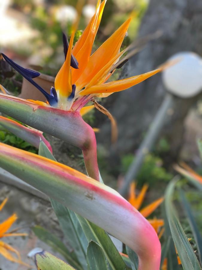 Casaale Villa Anacapri Kültér fotó